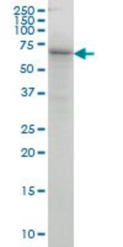 Monoclonal Anti-COG6 antibody produced in mouse clone 5B5, purified immunoglobulin, buffered aqueous solution