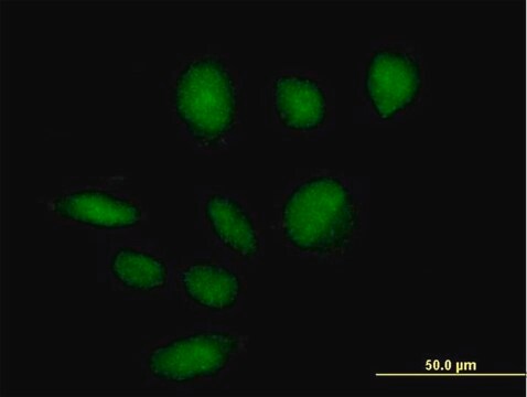 Anti-ZBTB39 antibody produced in mouse IgG fraction of antiserum, buffered aqueous solution