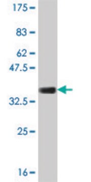 Monoclonal Anti-COL23A1 antibody produced in mouse clone 2E10, purified immunoglobulin, buffered aqueous solution