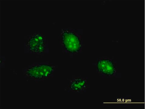 ANTI-PPARGC1A antibody produced in mouse clone 3B5, purified immunoglobulin, buffered aqueous solution