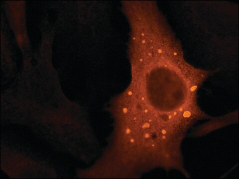 Anti-DCP1A (C-terminal) antibody produced in rabbit ~1.0&#160;mg/mL, affinity isolated antibody, buffered aqueous solution