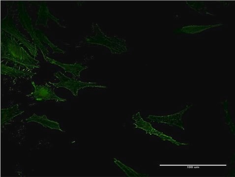 Monoclonal Anti-ACE antibody produced in mouse clone 4B10, purified immunoglobulin, buffered aqueous solution