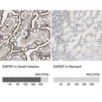 Anti-ENPEP antibody produced in rabbit Prestige Antibodies&#174; Powered by Atlas Antibodies, affinity isolated antibody, buffered aqueous glycerol solution