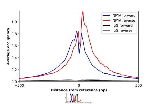 Anti-NFYA antibody produced in rabbit Prestige Antibodies&#174; Powered by Atlas Antibodies, affinity isolated antibody, buffered aqueous glycerol solution