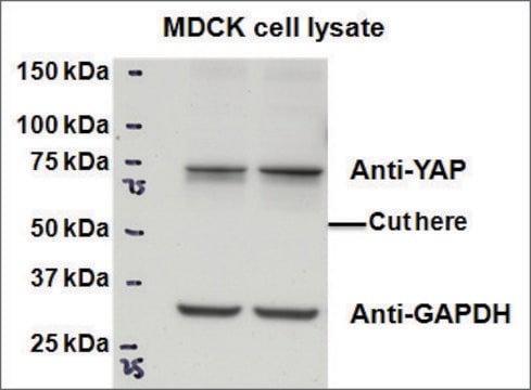 Anti-YAP1 antibody produced in goat affinity isolated antibody, buffered aqueous solution