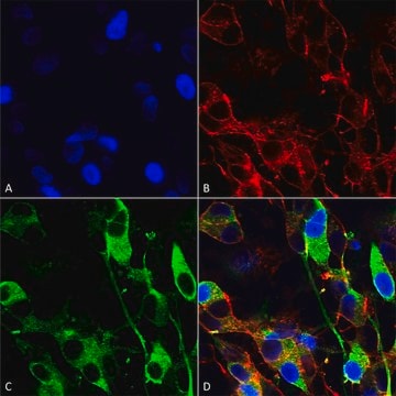 Monoclonal Anti-Gfap - Apc antibody produced in mouse clone S206A-8, purified immunoglobulin