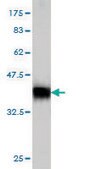 Monoclonal Anti-IMPDH1 antibody produced in mouse clone 3G6, purified immunoglobulin, buffered aqueous solution