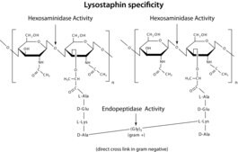 Lysostaphin from Staphylococcus staphylolyticus BioUltra, &#8805;97% (SDS-PAGE), Protein 40-60&#160;% by biuret, &#8805;2,000&#160;units/mg protein