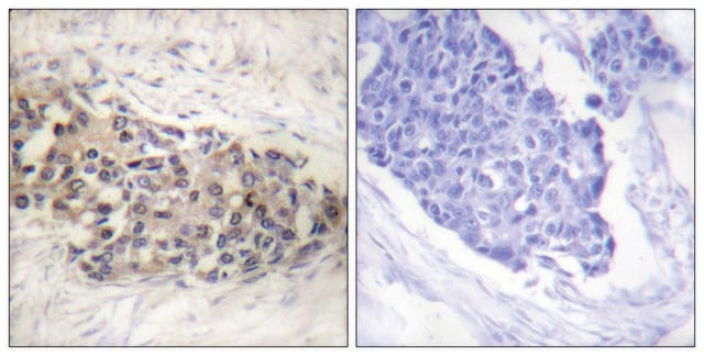 Anti-USF2 antibody produced in rabbit affinity isolated antibody