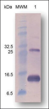 Activin A active human Animal-component free, recombinant, expressed in Nicotiana, &gt;97% (SDS-PAGE)