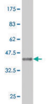 Monoclonal Anti-CA7 antibody produced in mouse clone 3B7, purified immunoglobulin, buffered aqueous solution
