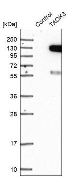 Anti-TAOK3 antibody produced in rabbit Prestige Antibodies&#174; Powered by Atlas Antibodies, affinity isolated antibody, buffered aqueous glycerol solution