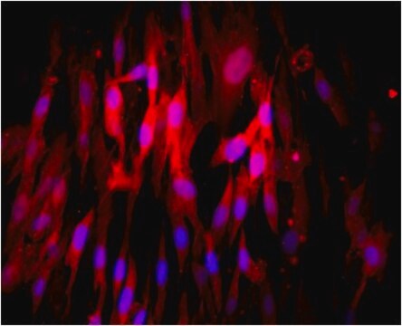 Anti-CD73 Antibody, clone AA60-E3-3, Cy3 Conjugate clone AA60-E3-3, from mouse, CY3 conjugate