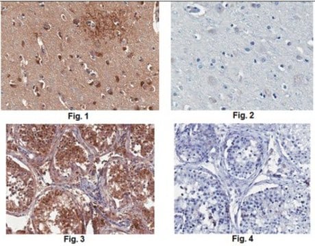 Anti-DARPP-32 Antibody, clone 9B6.1 clone 9B6.1, from mouse