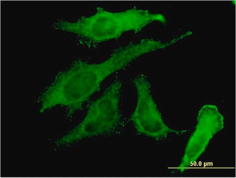 Monoclonal Anti-RBPMS antibody produced in mouse clone 1C12, purified immunoglobulin, buffered aqueous solution