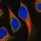 Anti-KCNG1 antibody produced in rabbit Prestige Antibodies&#174; Powered by Atlas Antibodies, affinity isolated antibody, buffered aqueous glycerol solution
