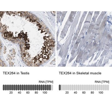 Anti-TEX264 antibody produced in rabbit Prestige Antibodies&#174; Powered by Atlas Antibodies, affinity isolated antibody, buffered aqueous glycerol solution