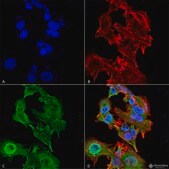 Monoclonal Anti-Lar/Ptprf - Percp antibody produced in mouse clone S165-38, purified immunoglobulin