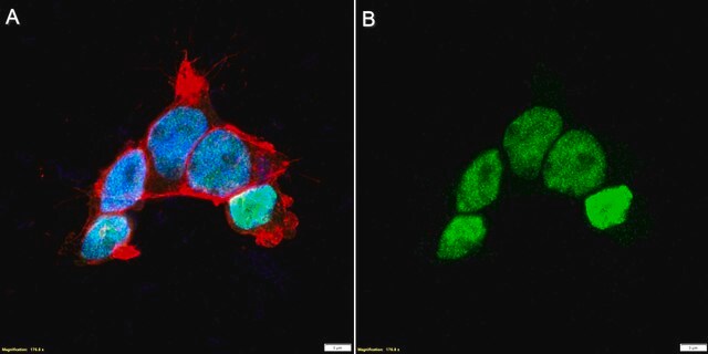 Anti-Maf-B Antibody, clone 2N17 ZooMAb&#174; Rabbit Monoclonal recombinant, expressed in HEK 293 cells