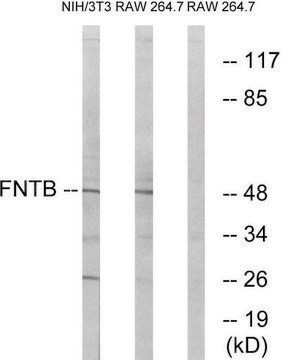 Anti-FNTB antibody produced in rabbit affinity isolated antibody