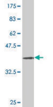 ANTI-ZNF263 antibody produced in mouse clone 2E9, purified immunoglobulin, buffered aqueous solution