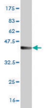 ANTI-T antibody produced in mouse clone 5C6, purified immunoglobulin, buffered aqueous solution