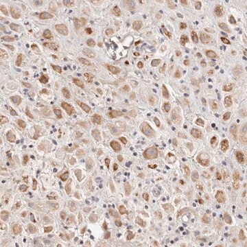 Anti-SCUBE2 antibody produced in rabbit Prestige Antibodies&#174; Powered by Atlas Antibodies, affinity isolated antibody, buffered aqueous glycerol solution