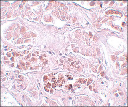 Anti-SCRN1 antibody produced in rabbit affinity isolated antibody, buffered aqueous solution