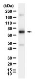 Anti-PKC &#950; Antibody, clone 1F20 ZooMAb&#174; Rabbit Monoclonal recombinant, expressed in HEK 293 cells