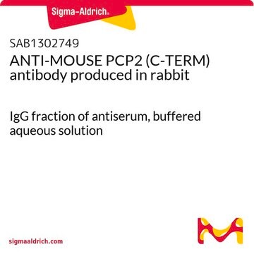 ANTI-MOUSE PCP2 (C-TERM) antibody produced in rabbit IgG fraction of antiserum, buffered aqueous solution