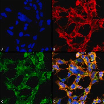 Monoclonal Anti-O-GlcNAc-PerCP antibody produced in mouse clone 9H6