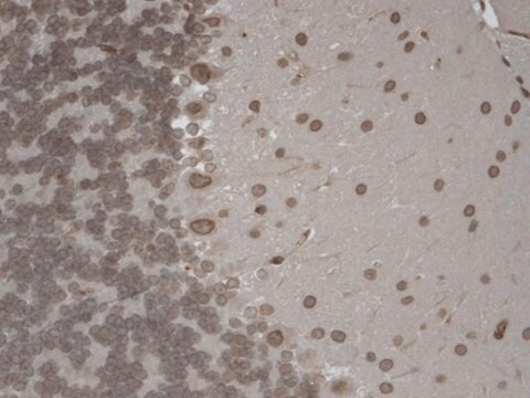 Monoclonal Anti-TRPM7 antibody produced in mouse clone S74-25, 1&#160;mg/mL, purified immunoglobulin