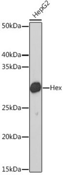 Anti-Hex Antibody, clone 9P4E4, Rabbit Monoclonal