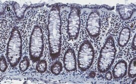 Anti-Histone H4 Antibody, clone 5J18, ZooMAb&#174; Rabbit Monoclonal recombinant, expressed in HEK 293 cells