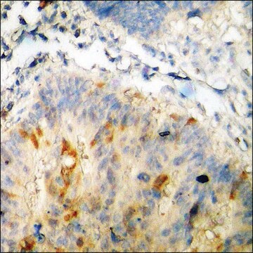 Anti-phospho-CDK1/CDC2 (pThr14) antibody produced in rabbit affinity isolated antibody