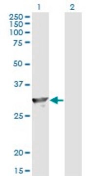 Monoclonal Anti-SPR, (C-terminal) antibody produced in mouse clone 4F2, purified immunoglobulin, buffered aqueous solution