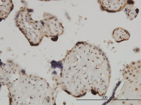 Monoclonal Anti-ZIC4 antibody produced in mouse clone 1A9, purified immunoglobulin, buffered aqueous solution