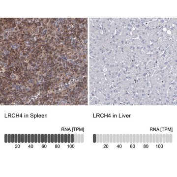Anti-LRCH4 antibody produced in rabbit Prestige Antibodies&#174; Powered by Atlas Antibodies, affinity isolated antibody, buffered aqueous glycerol solution