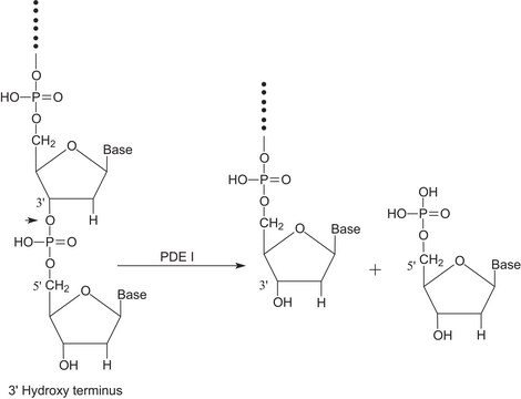 Phosphodiesterase I from Crotalus adamanteus venom Type VI, crude dried venom