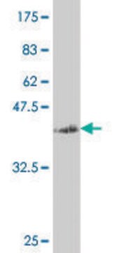 ANTI-SMAD4 antibody produced in mouse clone 3H1, purified immunoglobulin, buffered aqueous solution