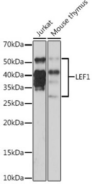 Anti-LEF1 Antibody, clone 9I9T4, Rabbit Monoclonal