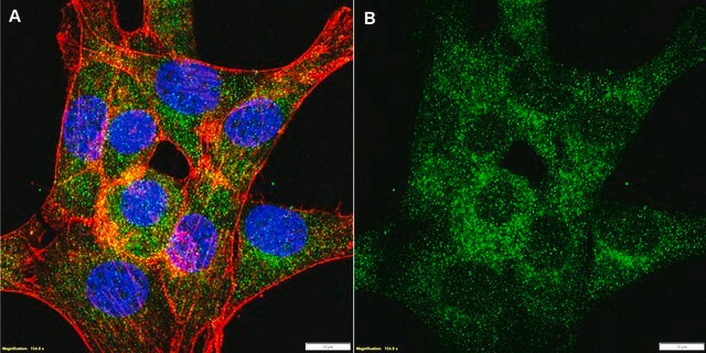 Anti-B-Raf Antibody, clone 2D3 ZooMAb&#174; Rabbit Monoclonal recombinant, expressed in HEK 293 cells