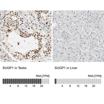 Anti-SUGP1 antibody produced in rabbit Prestige Antibodies&#174; Powered by Atlas Antibodies, affinity isolated antibody, buffered aqueous glycerol solution