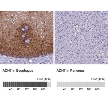 Anti-ADH7 antibody produced in rabbit Prestige Antibodies&#174; Powered by Atlas Antibodies, affinity isolated antibody, buffered aqueous glycerol solution