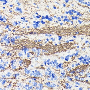 Anti-CNPase Antibody, clone 8O3B6, Rabbit Monoclonal