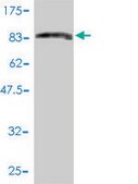 Monoclonal Anti-PRC1 antibody produced in mouse clone 3E3-1G1, purified immunoglobulin, buffered aqueous solution