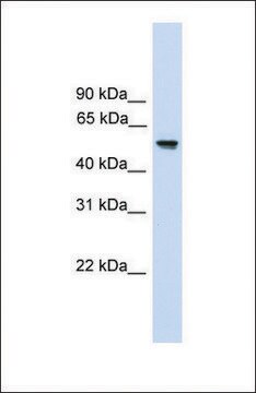 Anti-FZR1, (N-terminal) antibody produced in rabbit affinity isolated antibody