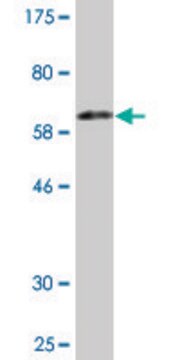 Monoclonal Anti-KDSR antibody produced in mouse clone 3E8, purified immunoglobulin, buffered aqueous solution