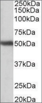 Anti-GPR83 (N-terminal) antibody produced in goat affinity isolated antibody, buffered aqueous solution