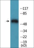 Anti-phospho-Akt1 (pThr450) antibody produced in rabbit affinity isolated antibody